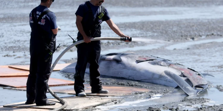 Juvenile minke whale beached off Emeryville Tuesday