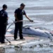 Juvenile minke whale beached off Emeryville Tuesday
