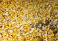 Grain-based ethanol has potential to boost farmers income by ₹35,000 cr, says report