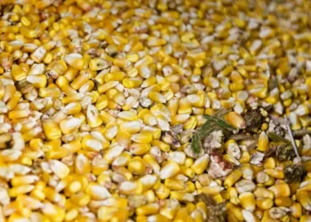 Grain-based ethanol has potential to boost farmers income by ₹35,000 cr, says report