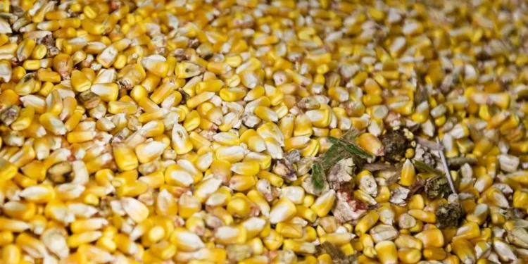 Grain-based ethanol has potential to boost farmers income by ₹35,000 cr, says report