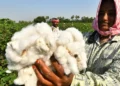 India’s cotton panel recommends removing 11% import duty