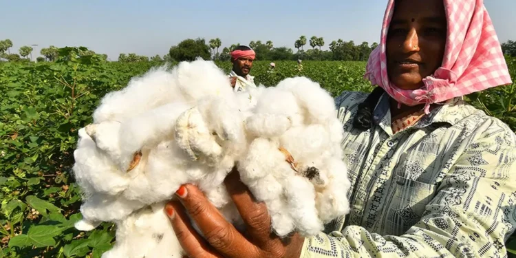 India’s cotton panel recommends removing 11% import duty