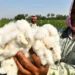 India’s cotton panel recommends removing 11% import duty
