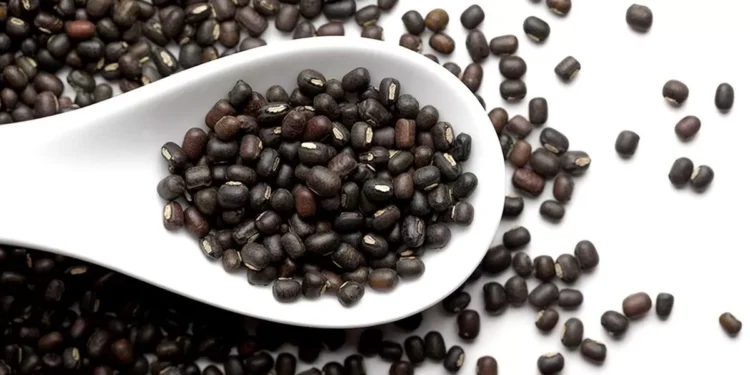 Record Myanmar crop, higher rabi and zaid output to weigh on urad prices