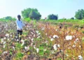 Punjab farmers may cut area under cotton despite AI-driven project to manage pest attacks