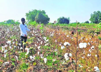 Punjab farmers may cut area under cotton despite AI-driven project to manage pest attacks
