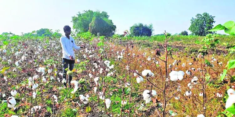 Punjab farmers may cut area under cotton despite AI-driven project to manage pest attacks