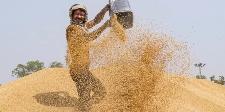 Wheat procurement nears 20 million tonnes, up 46%