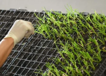 Empower farmers holistically through innovative use of biologicals: Syngenta India