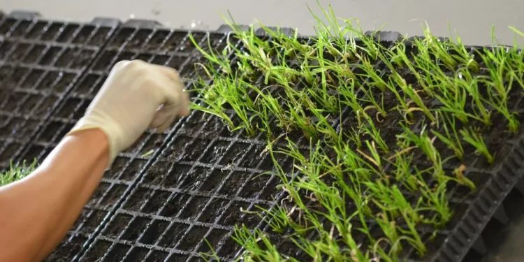 Empower farmers holistically through innovative use of biologicals: Syngenta India