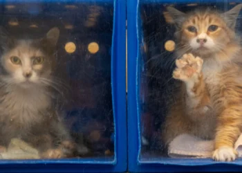 Letters: San Jose’s animals are underserved by beleaguered shelter