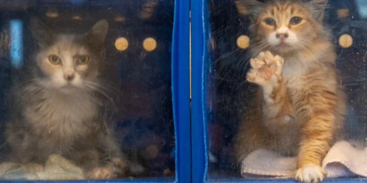 Letters: San Jose’s animals are underserved by beleaguered shelter