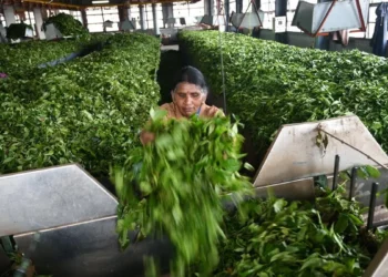 Kochi tea prices decline on higher arrivals