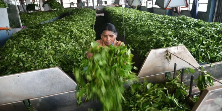 Kochi tea prices decline on higher arrivals