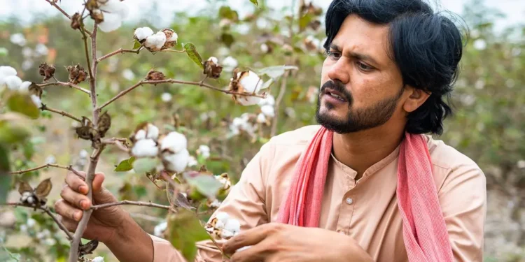 India’s cotton area may shrink due to low yields as farmers eye alternate crops