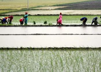 Farmers of 10 border districts in Punjab, Rajasthan ready to start Kharif sowing in 30 lakh ha