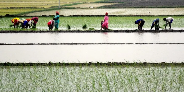 Farmers of 10 border districts in Punjab, Rajasthan ready to start Kharif sowing in 30 lakh ha