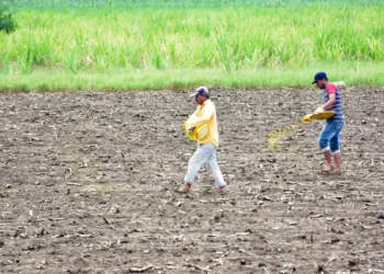 Monsoon arrives early in Telangana, bringing relief to farmers