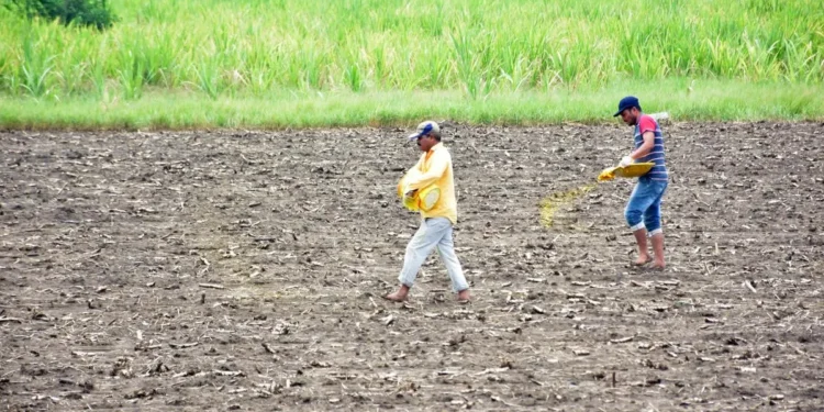 Monsoon arrives early in Telangana, bringing relief to farmers