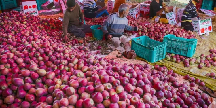 Double blow to J&K apple exports; Border tensions and bad weather depress prices