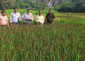 UP plans to set up research centre on Kalanamak GI rice with IRRI