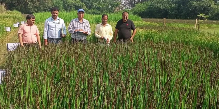 UP plans to set up research centre on Kalanamak GI rice with IRRI