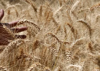 India pegs wheat, maize and rice production at record high