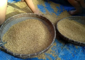 Procurement of rice a tad higher at 472 lakh tonnes