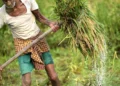 Indian agri sector to reach $1.4 trillion by 2035, says McKinsey report