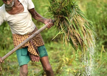Indian agri sector to reach $1.4 trillion by 2035, says McKinsey report