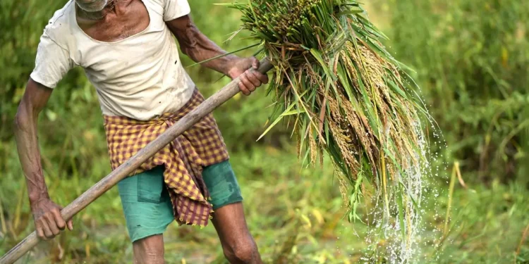 Indian agri sector to reach $1.4 trillion by 2035, says McKinsey report