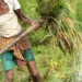 Indian agri sector to reach $1.4 trillion by 2035, says McKinsey report