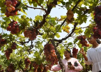Record potato, banana output drives India’s horticulture production to  new high