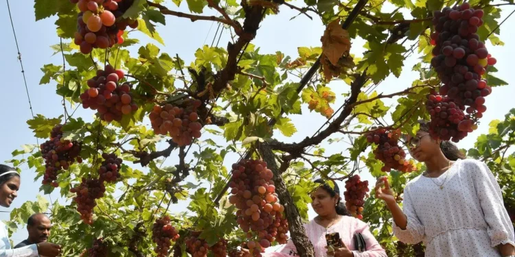 Record potato, banana output drives India’s horticulture production to  new high