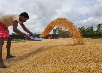 Surplus pre-monsoon spurs early kharif sowing of maize, pulses in Karnataka
