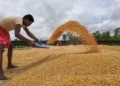 Surplus pre-monsoon spurs early kharif sowing of maize, pulses in Karnataka