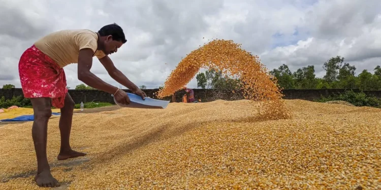 Surplus pre-monsoon spurs early kharif sowing of maize, pulses in Karnataka
