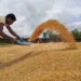 Surplus pre-monsoon spurs early kharif sowing of maize, pulses in Karnataka