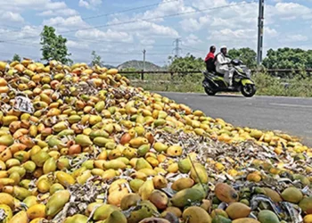 Centre approves purchase of 2.5 lakh tonnes of mangoes from Karnataka at ₹1,616 per quintal under market intervention scheme