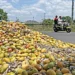 Centre approves purchase of 2.5 lakh tonnes of mangoes from Karnataka at ₹1,616 per quintal under market intervention scheme