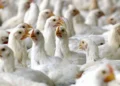 CLFMA launches campaign to raise awareness on chicken, shrimp nutrition