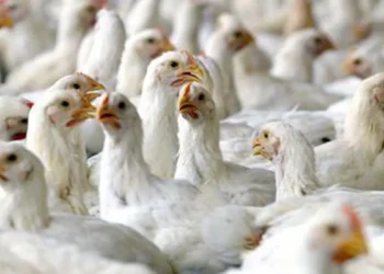 CLFMA launches campaign to raise awareness on chicken, shrimp nutrition
