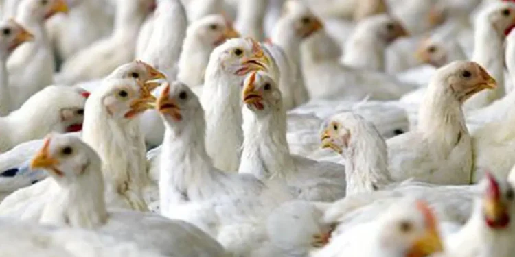 CLFMA launches campaign to raise awareness on chicken, shrimp nutrition