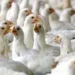 CLFMA launches campaign to raise awareness on chicken, shrimp nutrition