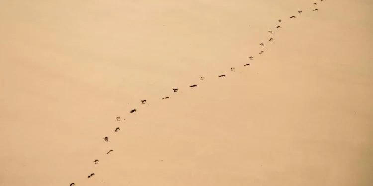 Why Men Have a Bigger Carbon Footprint Than Women  