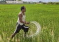 Higher paddy, maize acreage boost overall kharif area 