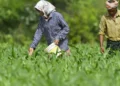 Fertilizer industry seeks cut in GST to 5%, urges Govt for input tax credit refund