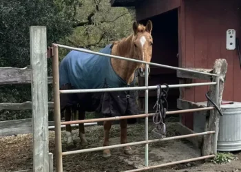 South Bay horse ranch manager charged with animal cruelty after horse’s death