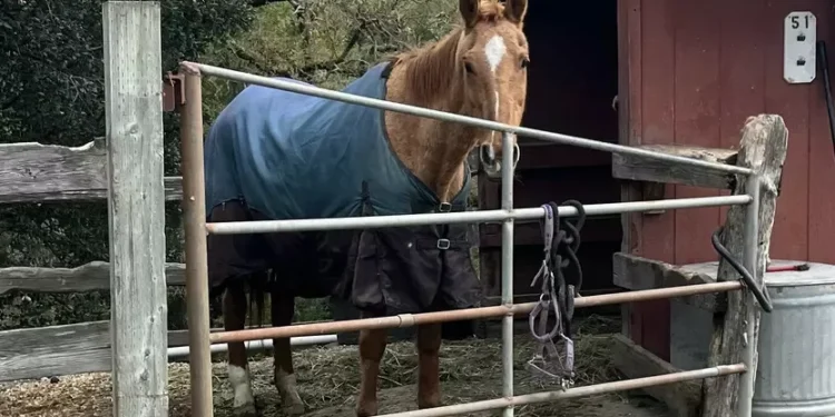 South Bay horse ranch manager charged with animal cruelty after horse’s death
